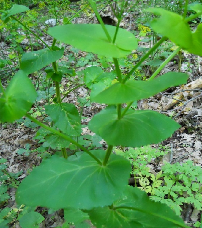 Nel sottobosco - Smyrnium perfoliatum